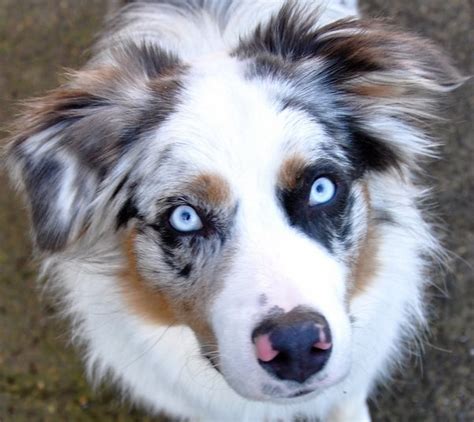 Can You Breed 2 Merle Australian Shepherds