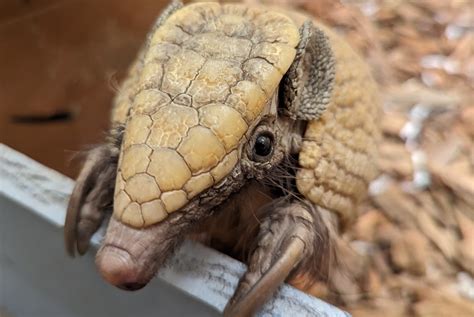 Three-Banded Armadillo – Utica Zoo