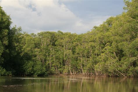 File:Mangrove Swamp, Manuel Antonio National Park, Costa Rica.jpg