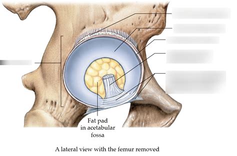 Transverse Ligament Hip