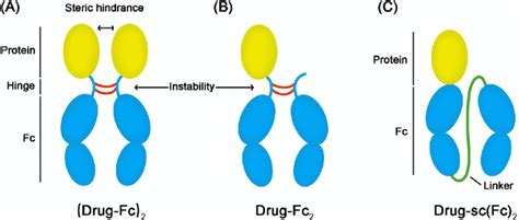 The structures of a series of Fc fusion proteins. (A) The structure of ...