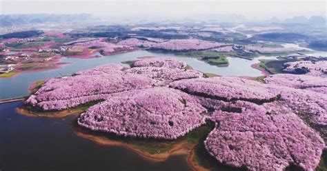 Cherry Blossoms Have Just Bloomed In China, And It’s Probably One Of ...