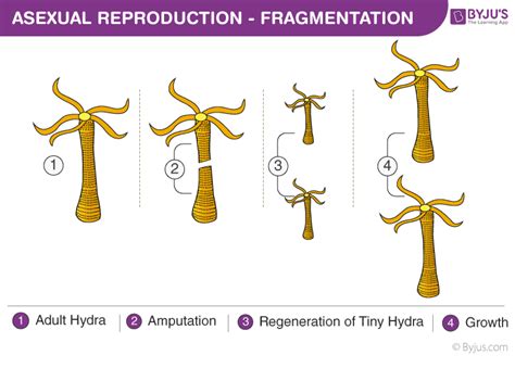 Asexual Reproduction - Types, Advantages, Disadvantages, Examples