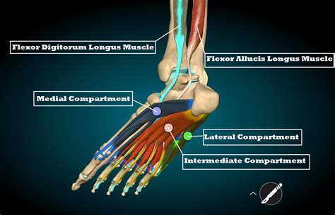 Plantar Fascia Anatomy