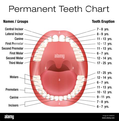 Kinds Of Teeth Diagram