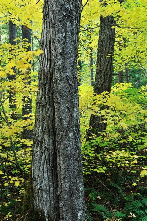 Fall Colors in North Cascades National Park Stock Image - Image of ...