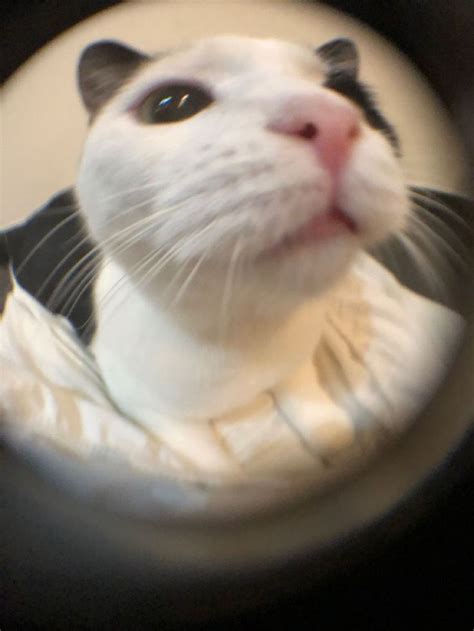 a white and black cat looking up through a magnifying glass hole in the ...