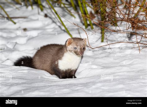 Beech marten hi-res stock photography and images - Alamy