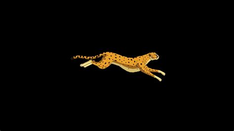 Running Cheetah Classic Disney Style Uhd Stock Motion Graphics SBV ...