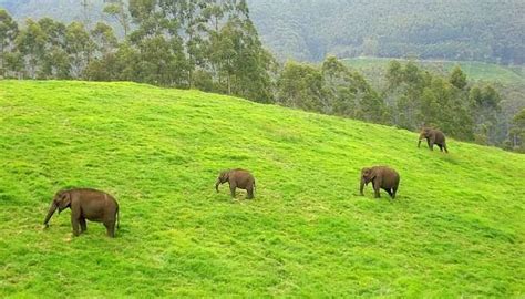 Trekking at Thangal Para - Vagamon - Connecting Traveller