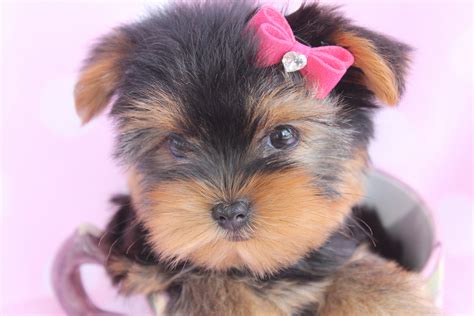 Beautiful Teacup Yorkie Puppies Miami Ft. Lauderdale Area | Teacups ...