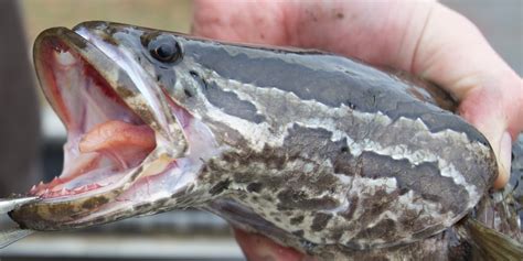 Invasive northern snakehead fish found in southeastern Missouri for ...