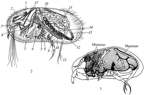 The morphology of the ostracod soft body (1 — eye; 2 — antennule; 3 ...