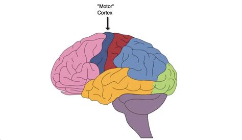 Motor Cortex: Function and Location