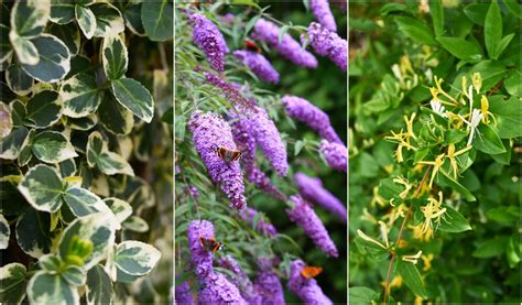 12 Common Invasive Plants You Should Never Plant In Your Yard