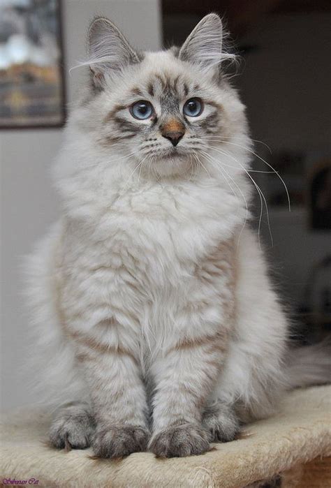 Siberian Cat is a landrace variety of domestic cat, present in Russia ...