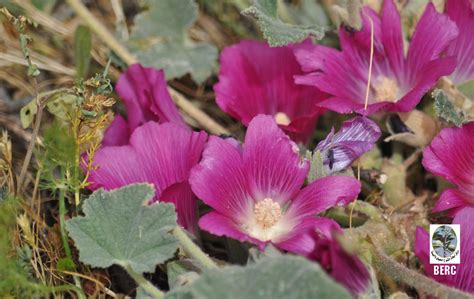 Alcea acaulis - medicinal and other uses