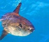 Sunfish - Description, Habitat, Image, Diet, and Interesting Facts