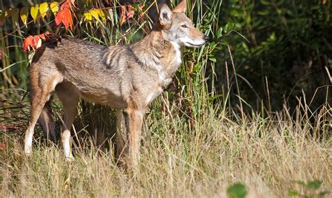 Red Wolf - Endangered Species - Endangered Wonders