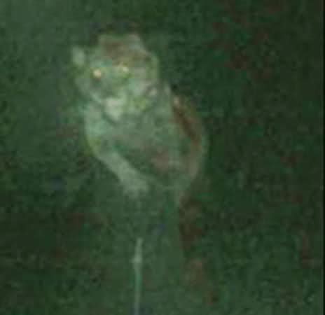 Michigan Dogman - Cryptid Wiki