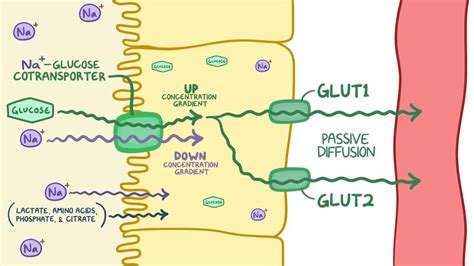 Proximal convoluted tubule: Video, Anatomy & Definition | Osmosis