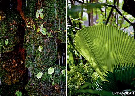 Tropical Forest Plants