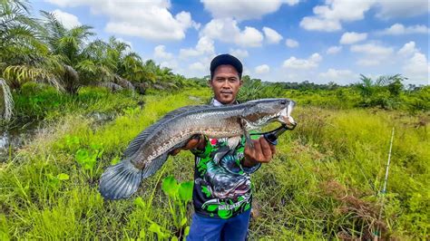 MANCING IKAN GABUS SUPER BESAR - YouTube