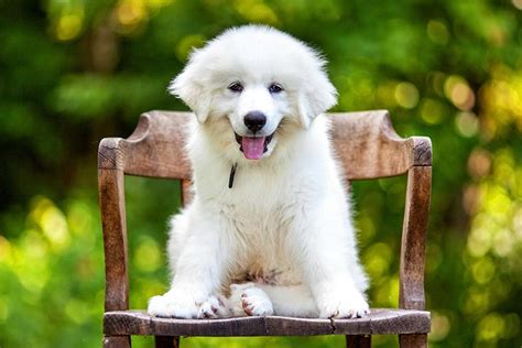 Great Pyrenees Puppies For Sale