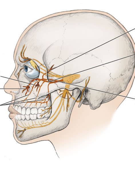 Zygomatic Nerve