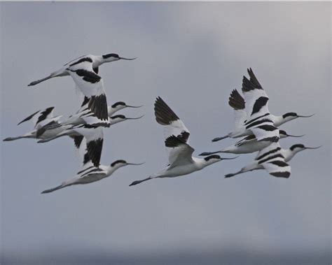 Avocet - A-Z Animals