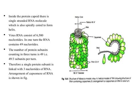 Tobacco Mosaic Virus Structure