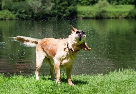 Why Do Dogs Shake? - Booboone.com