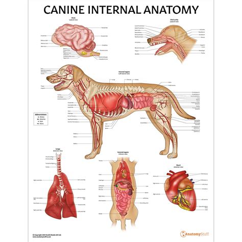 Dog Anatomy With Internal Organs 4k Textures 3D Model, 50% OFF