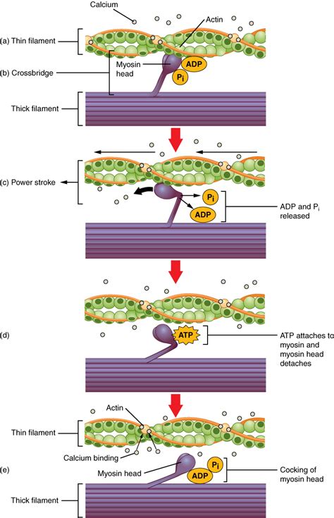 10.3 Muscle Fiber Contraction and Relaxation – Douglas College Human ...