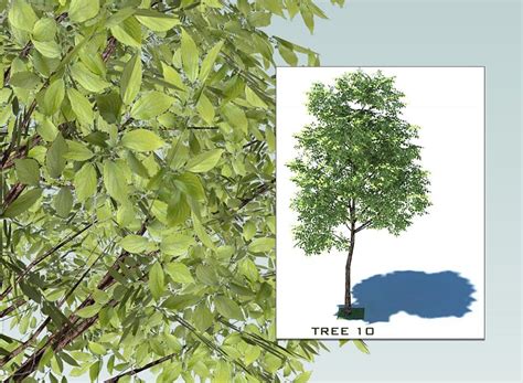 Free 3D Models - VEGETATION - SKETCHUP 3D TREES COLLECTION 2 - by ...