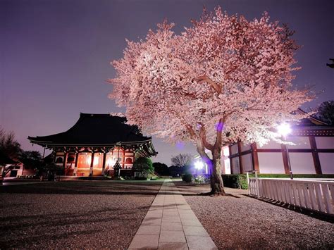 nature, Japan, Cherry Blossom Wallpapers HD / Desktop and Mobile ...