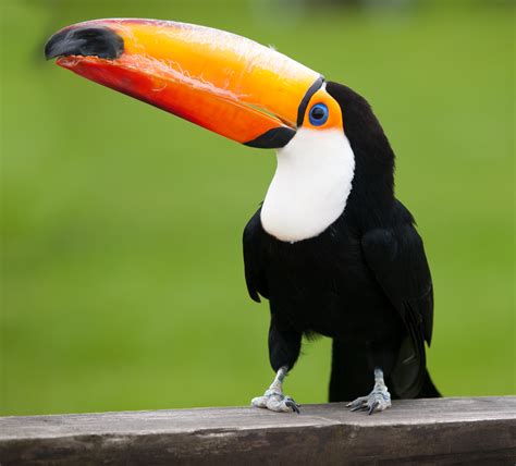 File:Ramphastos toco Whipsnade Zoo.jpg - Wikimedia Commons