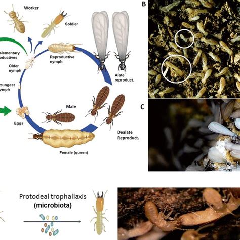 Eusocial termites. a The termite life cycle. b Photo showing a colony ...