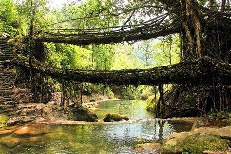 The extraordinary Living Root Bridge in Meghalaya, India - A Revolving ...