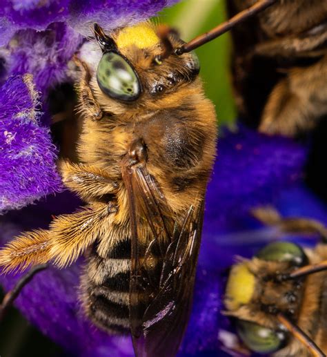 Long-Horned Bees - Hansul Hudson on Fstoppers