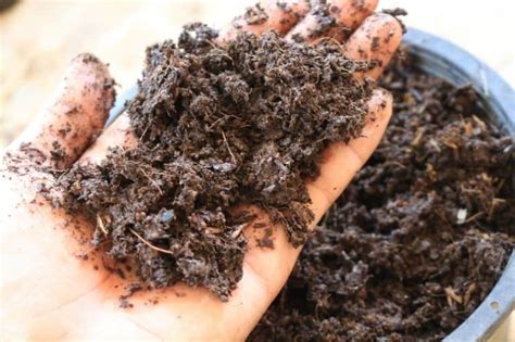 How to Keep Soil Moist: Most Simple and Effective Methods - Flourishing ...