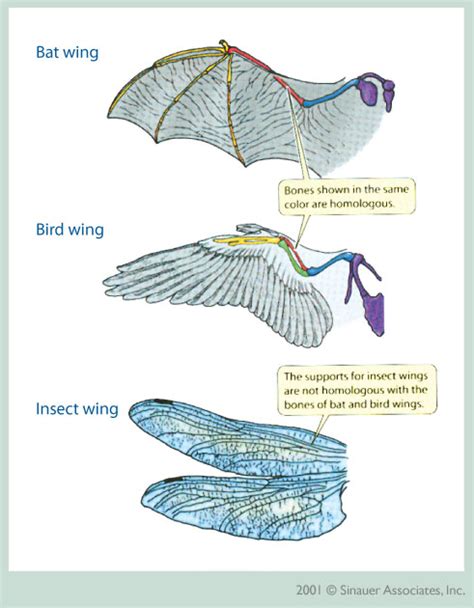 What is convergent evolution? + Example