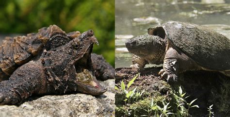 Common Snapping Turtle Bite Force