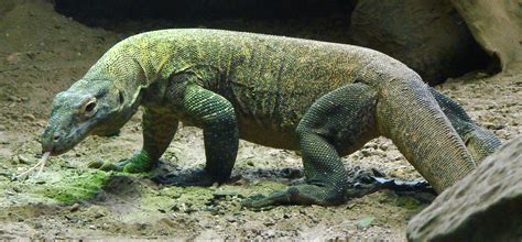 Komodo Dragon « Big Animals