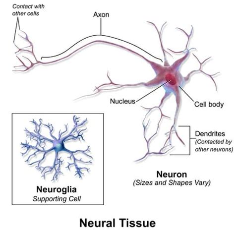 Nervous Tissue - Definition, Function and Types | Biology Dictionary