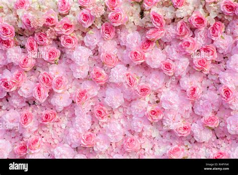 Pink roses background / Pink roses wallpaper Stock Photo - Alamy