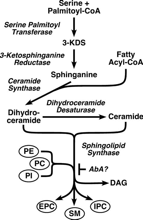 Sphingolipid synthesis pathway. 3-KDS, 3-keto-dihydrosphingosine; PL ...