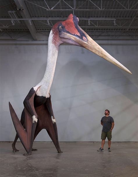 Largest flying animal to ever exist. Quetzalcoatlus. : r/pics