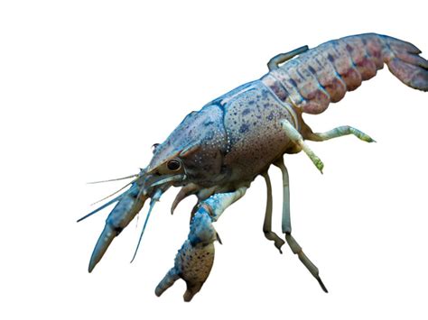 Electric Blue Crayfish - Aquatic Arts on sale today for $ 14.99