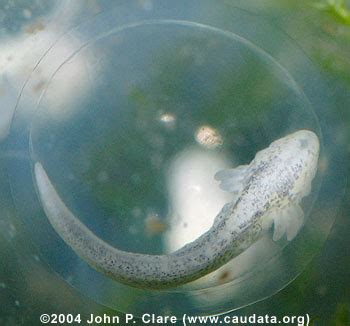 What Does Axolotl Eggs Look Like - AMPHIPEDIA